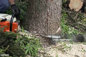 Best Arborist Consultation Services  in Hammonton, NJ