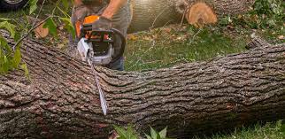Best Lawn Drainage Solutions  in Hammonton, NJ