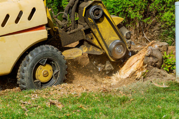 Best Tree Removal  in Hammonton, NJ