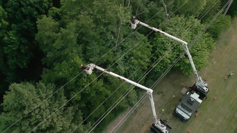 Best Tree and Shrub Care  in Hammonton, NJ