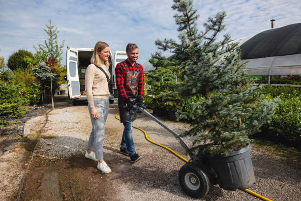Best Stump Grinding and Removal  in Hammonton, NJ