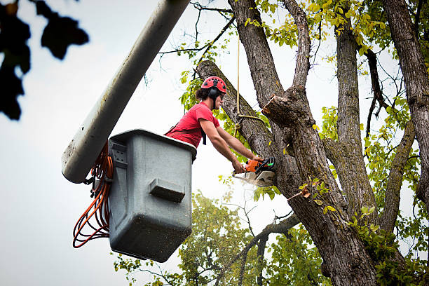 How Our Tree Care Process Works  in  Hammonton, NJ