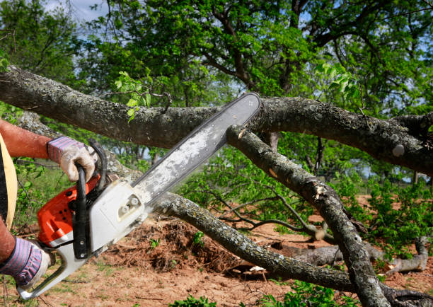 Best Tree Risk Assessment  in Hammonton, NJ
